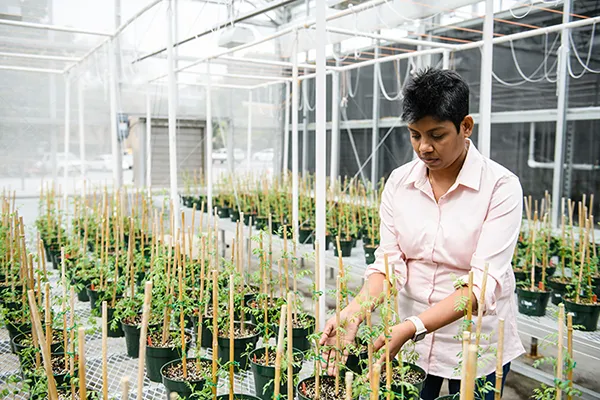 A female professor wearing a light pink shirt and black pants stands in a greenhouse and observes several rows of small potted plants with sprouting green leaves