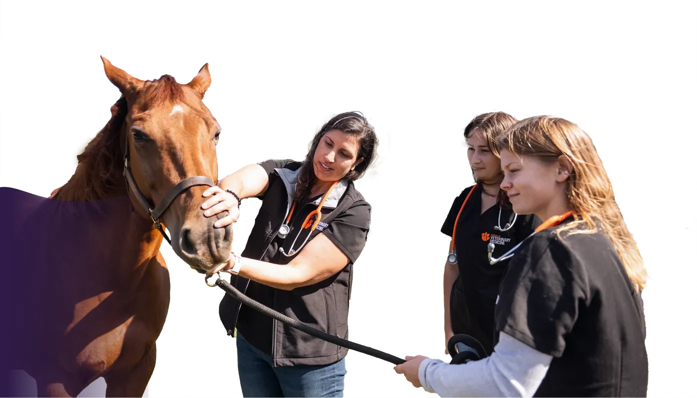This image is a part of a group of images stacked on top of eachother. This is the foreground image. A female veterinary medicine professor wearing black scrubs holds the muzzle of a brown horse while instructing two female veterinary medicine students who also wear black scrubs.