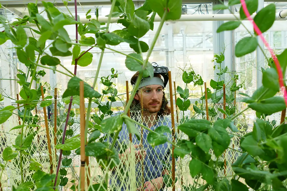 A male student wearing a headlamp works inside a greenhouse, surrounded by tall green leafy plants supported by netting and stakes.